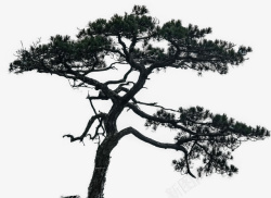 松树上的仙鹤山顶上的松树高清图片