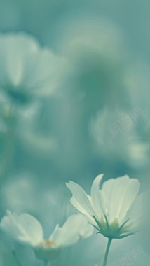 风景蓝底白色花朵H5背景素材背景