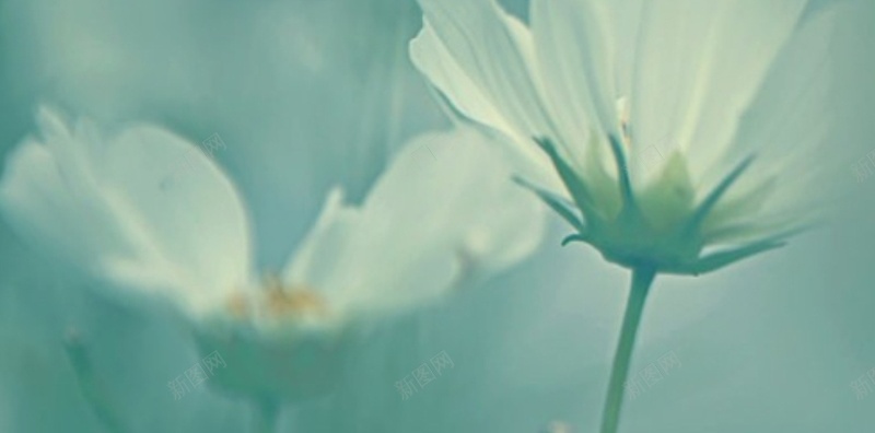 风景蓝底白色花朵H5背景素材jpg设计背景_88icon https://88icon.com 风景 蓝底 白色 花朵 天空 H5 白云 花朵背景 花朵素材 风景素材
