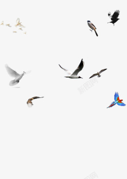 白鸟五颜六色的鸟高清图片