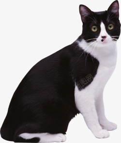 真实猫咪图片真实黑白猫咪图咖啡猫高清图片