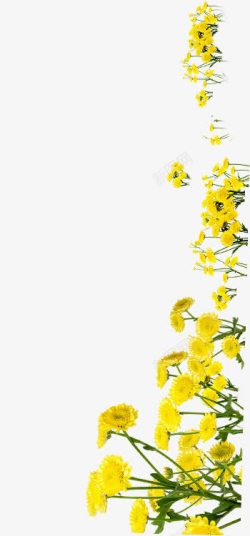 创意海报黄色植物花朵素材