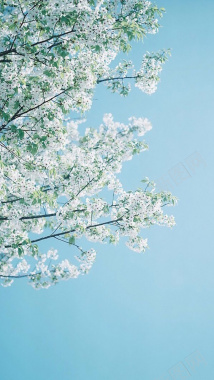 蓝色春天花朵手机端H5背景背景