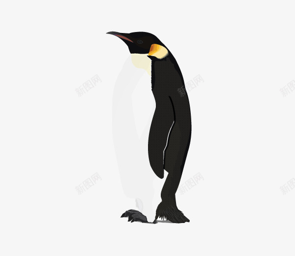 冬天漫画二次元企鹅png免抠素材_88icon https://88icon.com 动物 企鹅 二次元 素材
