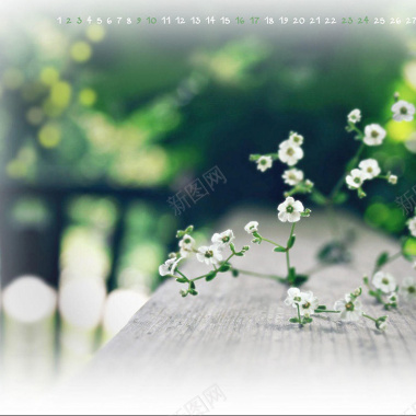 白色小花背景