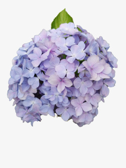 紫色花球免扣素材素材