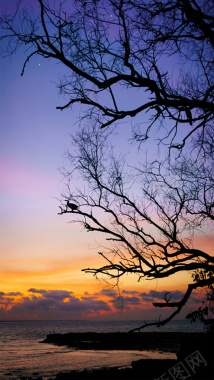 夕阳下的残枝背景图背景
