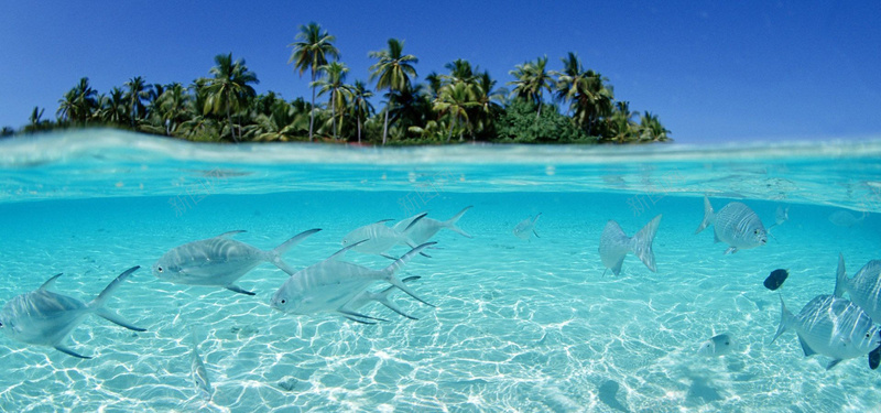 海底鱼群背景jpg设计背景_88icon https://88icon.com 海底 鱼 椰树 海报banner 摄影 风景