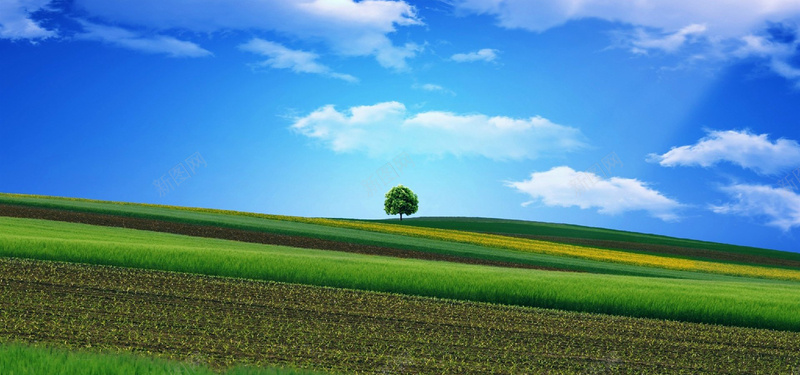 田间美景淘宝海报背景bannerjpg设计背景_88icon https://88icon.com 蓝天 草原 树 海报banner 摄影 风景