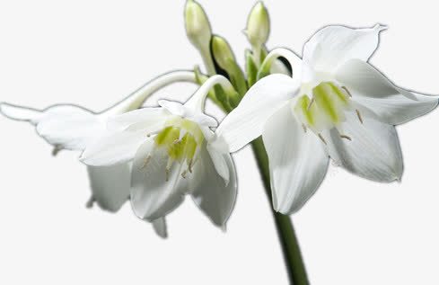 纯洁的兰花png免抠素材_88icon https://88icon.com 漂亮的花 白色 花朵 花蕾