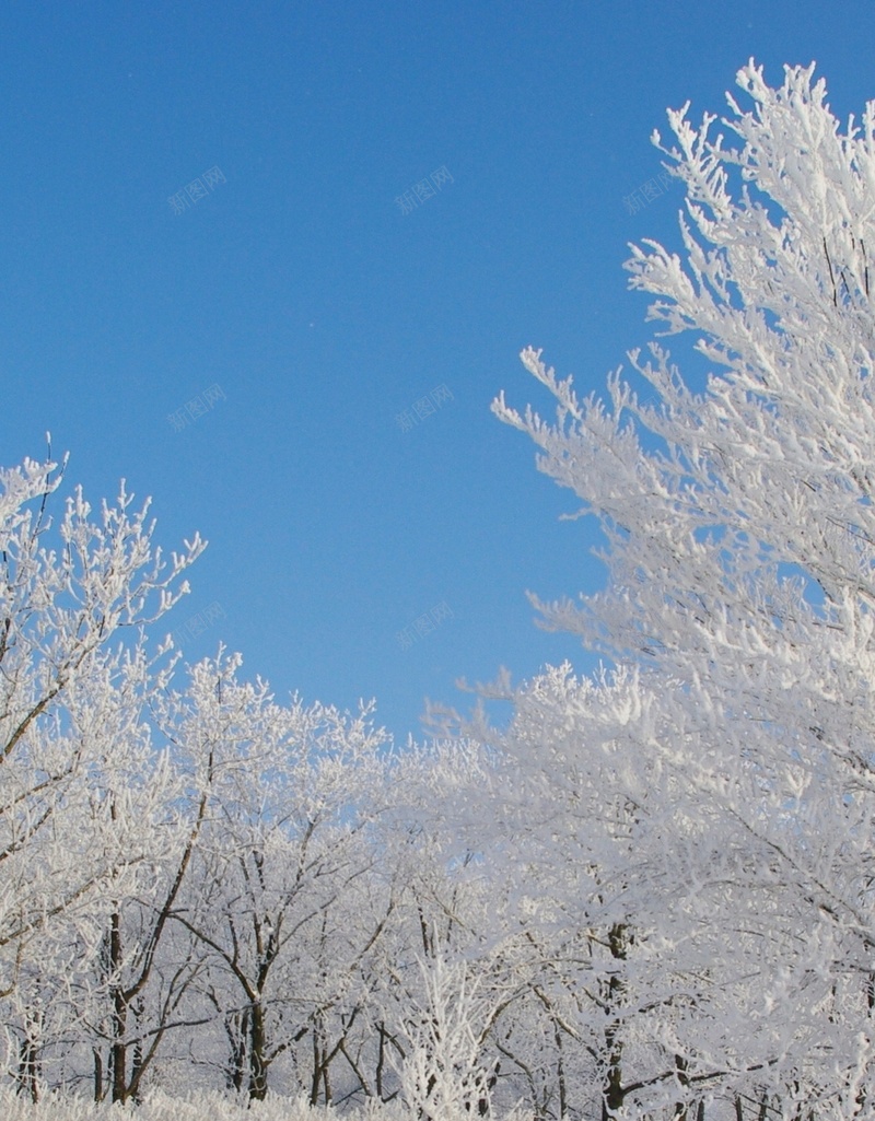 冰天雪地手机美景H5背景jpg设计背景_88icon https://88icon.com 天空 蓝色 雪地 树木 摄影 H5 h5 风景