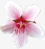 粉色水墨艺术花朵装饰素材