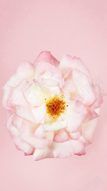 粉色小清新花朵手机端H5背景背景