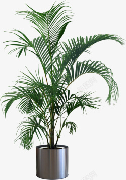 室内植物精致的室内盆栽高清图片