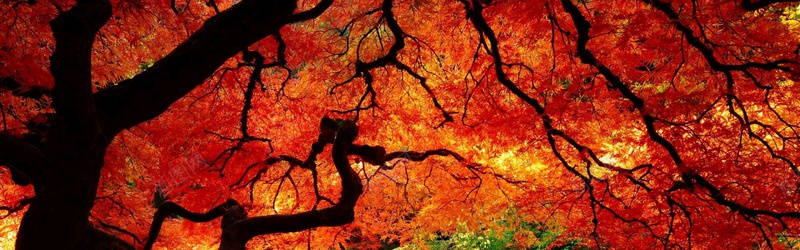红色枫树背景背景