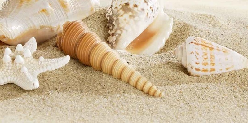 沙滩贝壳风景H5背景图片jpg设计背景_88icon https://88icon.com 沙滩 贝壳 风景 背景 图片 H5 摄影