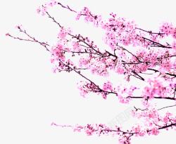春天粉色树枝桃花装饰素材