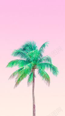 粉色简约棕榈树背景图背景