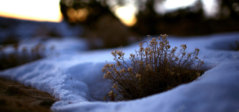 雪景夜景背景jpg设计背景_88icon https://88icon.com 雪景 夜景 植物 野生 自然 背景 海报banner 摄影 风景