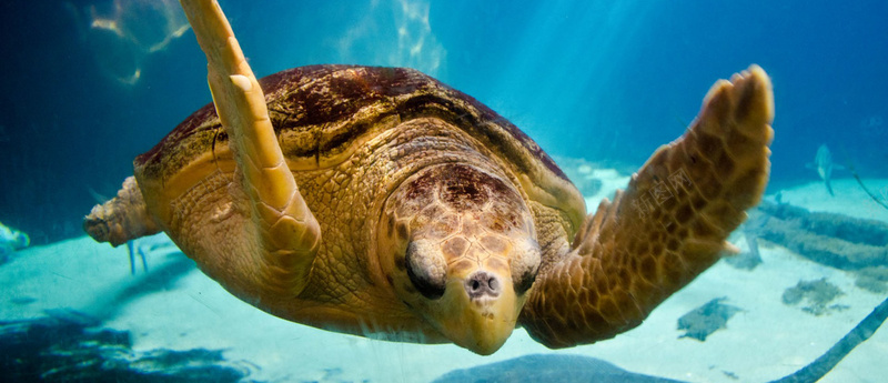 水下海龟背景图背景