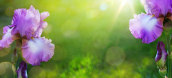 紫色花海报紫色花背景高清图片