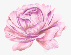 手绘水彩绘画立体粉嫩花卉素材