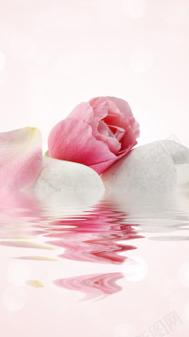 玫瑰小清新护肤品简约背景