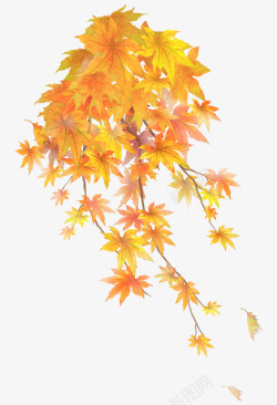 秋天秋季红叶枫叶黄叶素材