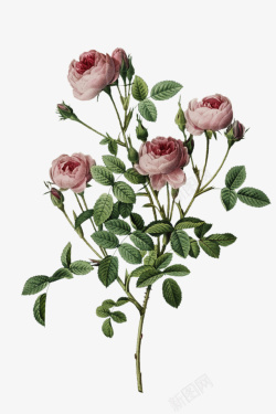 油画质感油画质感古典花卉花纹海报1高清图片