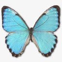 形态Portis男性肖像png免抠素材_88icon https://88icon.com animal butterfly morpho portis 动物 大闪蝶 波蒂斯所写的 蝴蝶