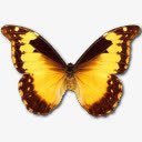 大闪蝶黛安娜图标png免抠素材_88icon https://88icon.com animal butterfly diana morpho 动物 大闪蝶 戴安娜 蝴蝶