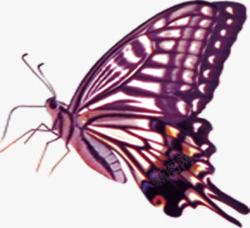 紫色色斑点蝴蝶装饰素材
