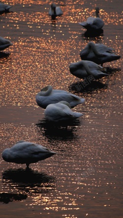 系夕阳夕阳下的天鹅高清图片