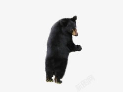 黑熊狗熊大灰熊猛兽素材
