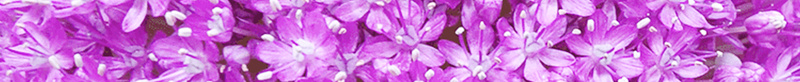 紫色浪漫梦幻花朵背景psd设计背景_88icon https://88icon.com 唯美 幸福 文艺温馨 梦幻 浪漫 紫色 花朵