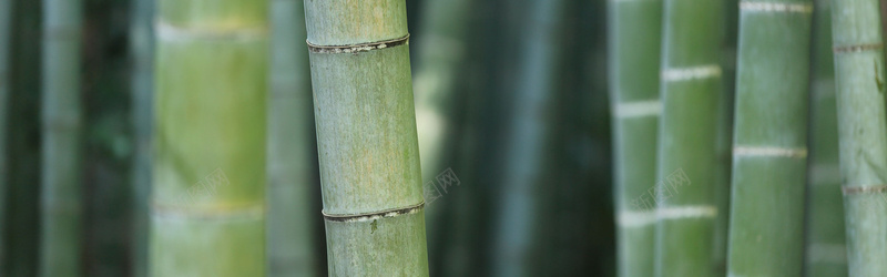 竹林jpg设计背景_88icon https://88icon.com 竹子 竹林 绿色 海报banner 摄影 风景