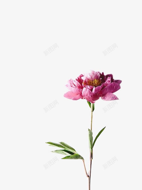 向上开放的粉色花朵png免抠素材_88icon https://88icon.com 向上 开放 粉色 花朵