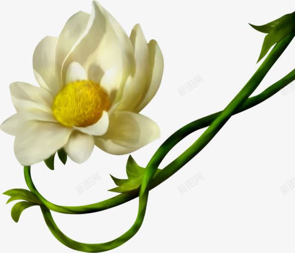 白色花瓣黄色花蕊的鲜花png免抠素材_88icon https://88icon.com 白花 花朵 鲜花