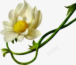白色花瓣黄色花蕊的鲜花素材