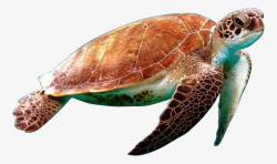 乌龟海龟游泳龟素材