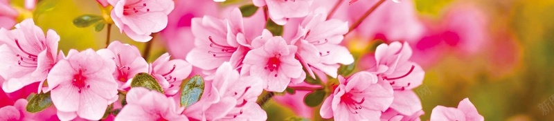 唯美春天醉美樱花节春季旅游psd设计背景_88icon https://88icon.com 十里桃花 唯美 富士山 小清新 旅游 日本 日本旅游 日系 日系花海 春天 春天旅游 春季 春季新品 春暖花开 春游 杜鹃花节 桃花开 桃花游玩 桃花节 樱花 樱花节 武汉大学樱花节 武汉樱花节 浪漫 海报 温暖三月 粉色 美丽的富士山 赏花