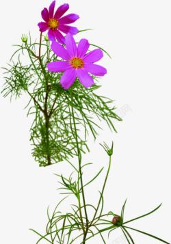 创意合紫色的花卉效果植物素材