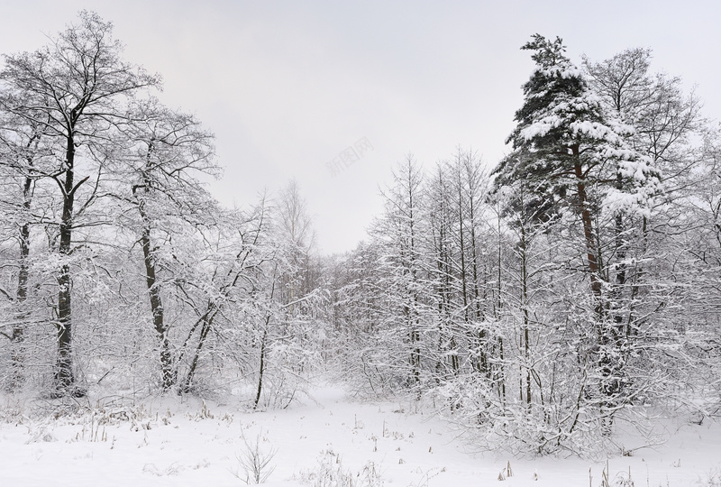 大雪森林景色背景图jpg设计背景_88icon https://88icon.com 雪 树丛 黑白 平静 中国风