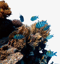 珊瑚礁鱼海洋海底海底世界素材