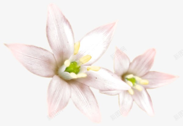 两朵白色小花png免抠素材_88icon https://88icon.com 两朵花 手绘鲜花 白色花瓣 花朵