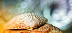 美丽贝壳美丽的贝壳高清图片