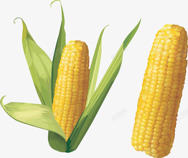 带皮新鲜玉米png免抠素材_88icon https://88icon.com 棒子 植物 玉米 种子