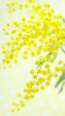 黄色的小花H5背景背景