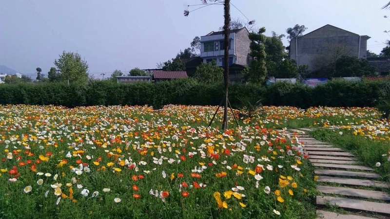 人间四月芳菲尽山寺桃花始盛开jpg设计背景_88icon https://88icon.com 旅游 清明 风景 鲜花