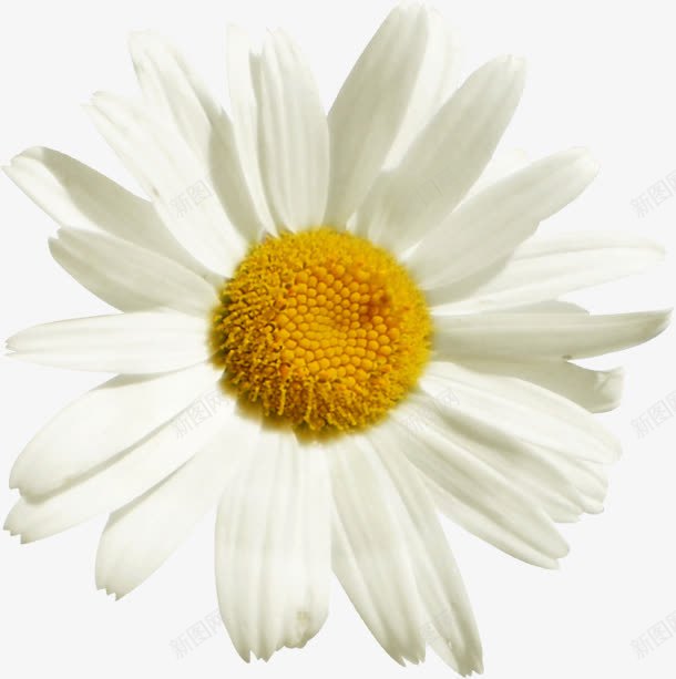 黄色花芯白色花朵png免抠素材_88icon https://88icon.com 白色 花朵 黄色